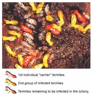 Termidor Transfer Effect