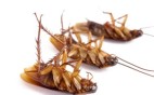 Cockroaches