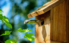 Eek! Birds Invading Your Property No Problem with Expert Animal Removal