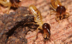 Six Creepy Facts About Termites and One Very Comforting Solution